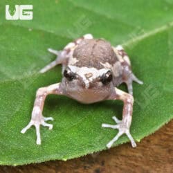 Chubby Bullfrogs For Sale - Underground Reptiles