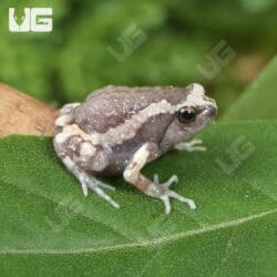 Chubby Bullfrogs For Sale - Underground Reptiles