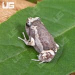 Chubby Bullfrogs For Sale - Underground Reptiles