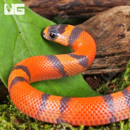 Baby Tangerine Honduran Milksnakes (Lampropeltis triangulum hondurensis) For Sale - Underground Reptiles