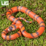 Baby Tangerine Honduran Milksnakes (Lampropeltis triangulum hondurensis) For Sale - Underground Reptiles