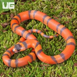 Baby Tangerine Honduran Milksnakes (Lampropeltis triangulum hondurensis) For Sale - Underground Reptiles