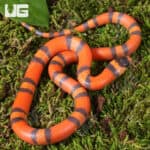 Baby Tangerine Honduran Milksnakes (Lampropeltis triangulum hondurensis) For Sale - Underground Reptiles