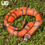 Baby Tangerine Honduran Milksnakes (Lampropeltis triangulum hondurensis) For Sale - Underground Reptiles