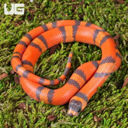 Baby Tangerine Honduran Milksnakes (Lampropeltis triangulum hondurensis) For Sale - Underground Reptiles
