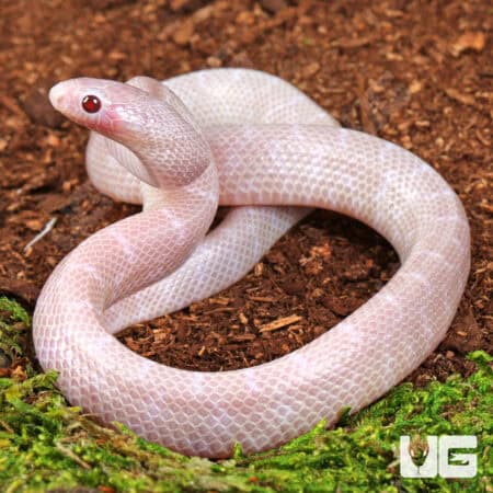 Baby Lavender Albino Florida Kingsnake For Sale - Underground Reptiles