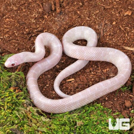 Baby Lavender Albino Florida Kingsnake For Sale - Underground Reptiles