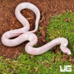 Baby Lavender Albino Florida Kingsnake For Sale - Underground Reptiles
