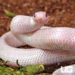Baby Lavender Albino Florida Kingsnake For Sale - Underground Reptiles