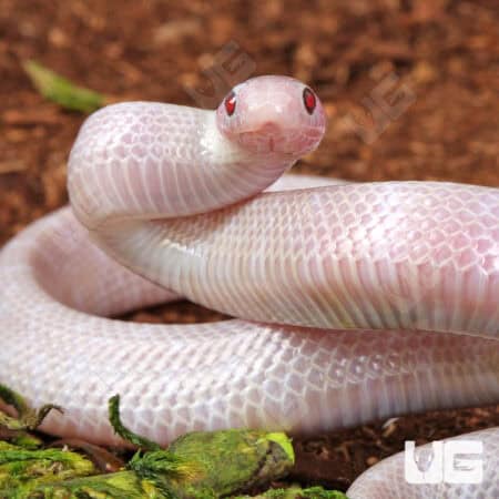 Baby Lavender Albino Florida Kingsnake For Sale - Underground Reptiles