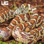 Baby Peanut Butter Florida Kingsnakes For Sale - Underground Reptiles