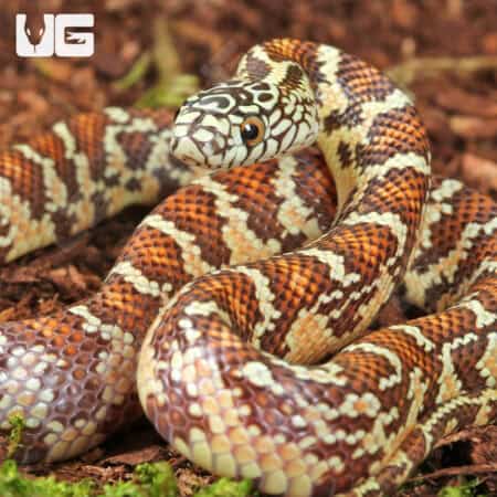 Baby Peanut Butter Florida Kingsnakes For Sale - Underground Reptiles