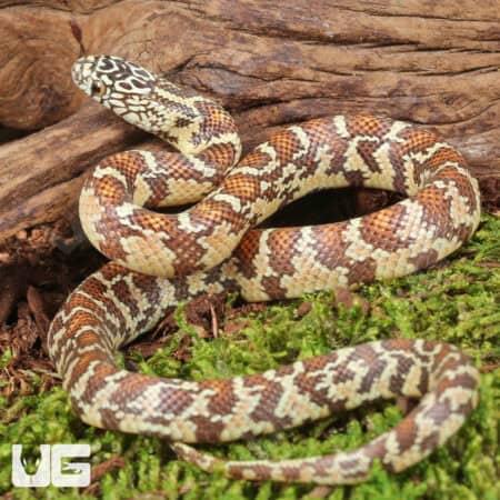 Baby Peanut Butter Florida Kingsnakes For Sale - Underground Reptiles