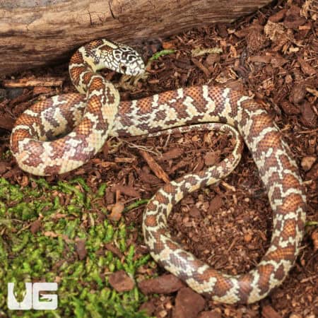 Baby Peanut Butter Florida Kingsnakes For Sale - Underground Reptiles