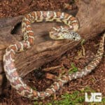 Baby Peanut Butter Florida Kingsnakes For Sale - Underground Reptiles