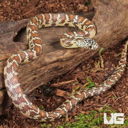 Baby Peanut Butter Florida Kingsnakes For Sale - Underground Reptiles