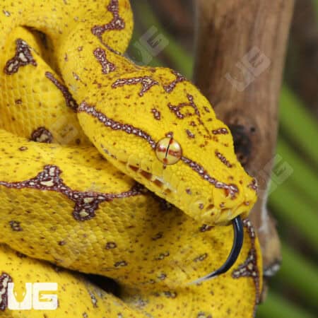 Baby Baby Blood Red Het Caramel Cornsnake (Pantherophis guttatus) For Sale - Underground Reptiles