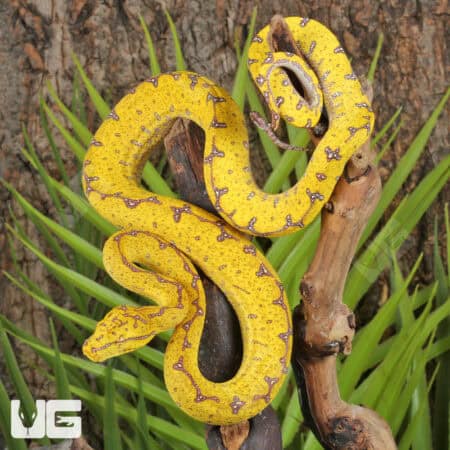 Baby Baby Blood Red Het Caramel Cornsnake (Pantherophis guttatus) For Sale - Underground Reptiles