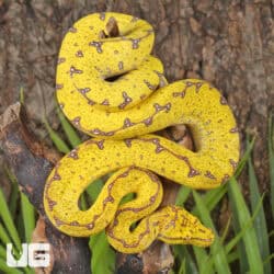 Baby Baby Blood Red Het Caramel Cornsnake (Pantherophis guttatus) For Sale - Underground Reptiles