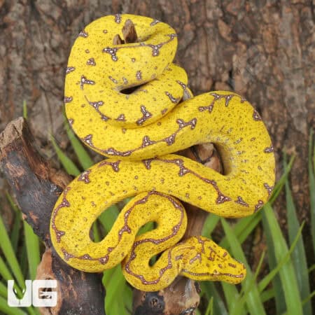 Baby Baby Blood Red Het Caramel Cornsnake (Pantherophis guttatus) For Sale - Underground Reptiles
