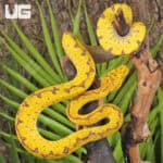 Baby Baby Blood Red Het Caramel Cornsnake (Pantherophis guttatus) For Sale - Underground Reptiles