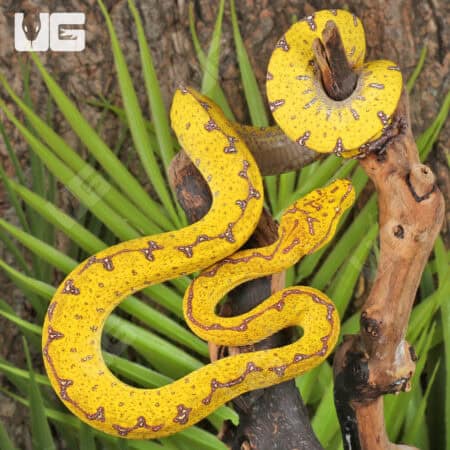 Baby Baby Blood Red Het Caramel Cornsnake (Pantherophis guttatus) For Sale - Underground Reptiles