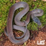 Baby Southern White Lipped Python For Sale - Underground Reptiles