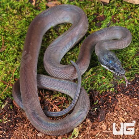 Baby Southern White Lipped Python For Sale - Underground Reptiles