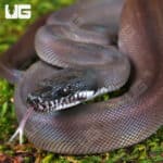 Baby Southern White Lipped Python For Sale - Underground Reptiles