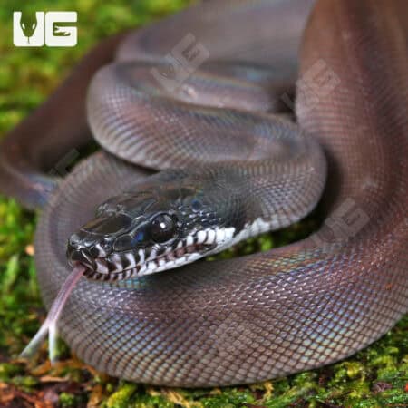 Baby Southern White Lipped Python For Sale - Underground Reptiles