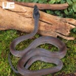 Baby Southern White Lipped Python For Sale - Underground Reptiles