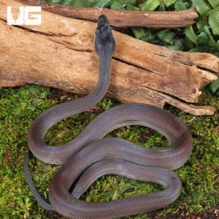 Baby Southern White Lipped Python For Sale - Underground Reptiles