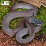 Baby Southern White Lipped Python For Sale - Underground Reptiles