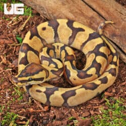 Baby Super Enchi Mojave Fire Ball Python For Sale - Underground Reptiles