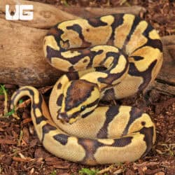 Baby Super Enchi Mojave Fire Ball Python For Sale - Underground Reptiles