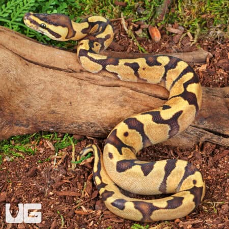 Baby Super Enchi Mojave Fire Ball Python For Sale - Underground Reptiles