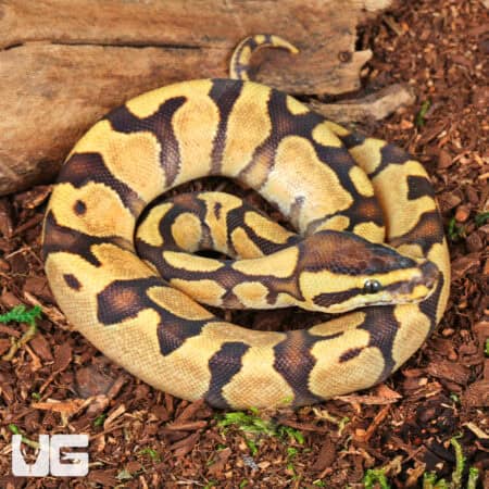 Baby Super Enchi Mojave Fire Ball Python For Sale - Underground Reptiles
