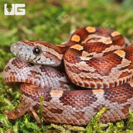Baby Baby Blood Red Het Caramel Cornsnake (Pantherophis guttatus) For Sale - Underground Reptiles
