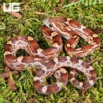 Baby Baby Blood Red Het Caramel Cornsnake (Pantherophis guttatus) For Sale - Underground Reptiles