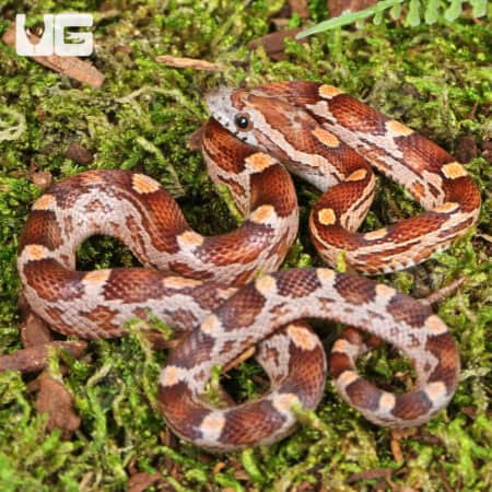 Baby Baby Blood Red Het Caramel Cornsnake (Pantherophis guttatus) For Sale - Underground Reptiles