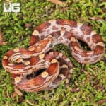 Baby Baby Blood Red Het Caramel Cornsnake (Pantherophis guttatus) For Sale - Underground Reptiles