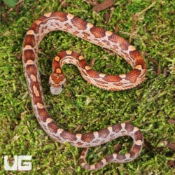 Baby Baby Blood Red Het Caramel Cornsnake (Pantherophis guttatus) For Sale - Underground Reptiles