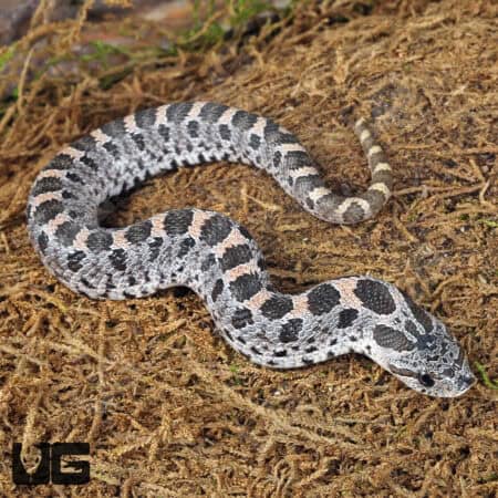 C.B. Baby Hernando County Southern Hognose Pair (Heterodon simus) For Sale - Underground Reptiles