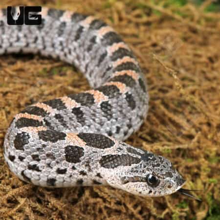 C.B. Baby Hernando County Southern Hognose Pair (Heterodon simus) For Sale - Underground Reptiles
