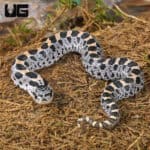 C.B. Baby Hernando County Southern Hognose Pair (Heterodon simus) For Sale - Underground Reptiles