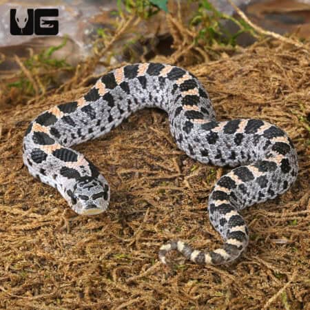 C.B. Baby Hernando County Southern Hognose Pair (Heterodon simus) For Sale - Underground Reptiles