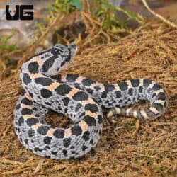 C.B. Baby Hernando County Southern Hognose Pair (Heterodon simus) For Sale - Underground Reptiles