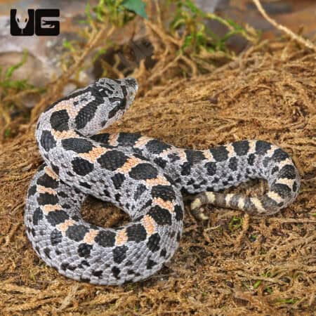 C.B. Baby Hernando County Southern Hognose Pair (Heterodon simus) For Sale - Underground Reptiles