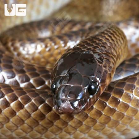 Batjan Frog-Eating Snakes (Stegonotus batjanensis) for sale For Sale - Underground Reptiles