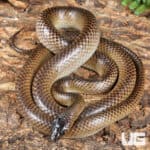 Batjan Frog-Eating Snakes (Stegonotus batjanensis) for sale For Sale - Underground Reptiles